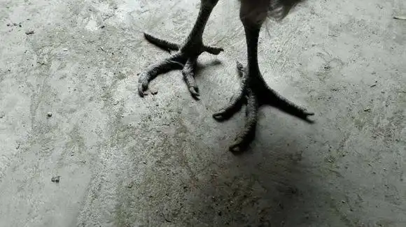 鸡有五个脚趾?买家怀疑是"激素鸡"大闹卖鸡店_手机搜狐网