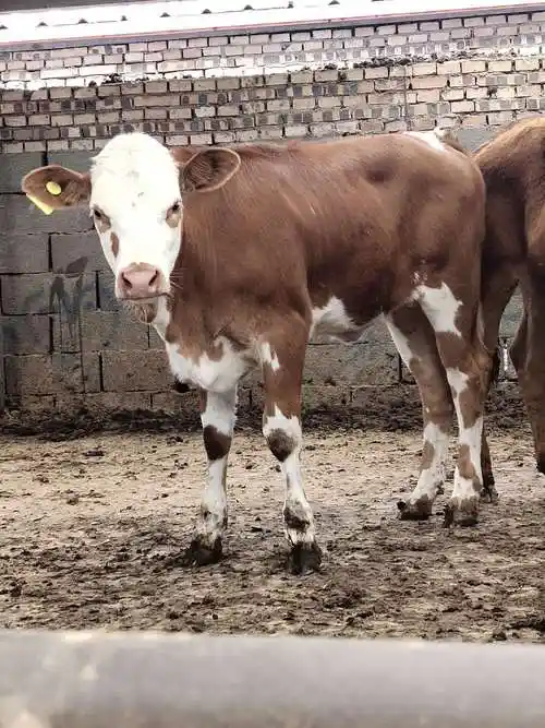 黄白花肉牛价格严喜促销鲁西黄牛种牛西门塔尔肉牛养殖场