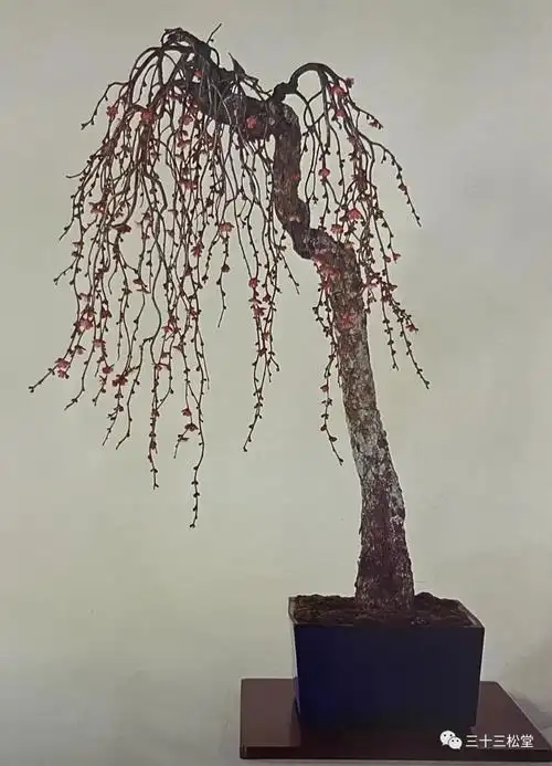 日本第50届国风展部分盆栽欣赏