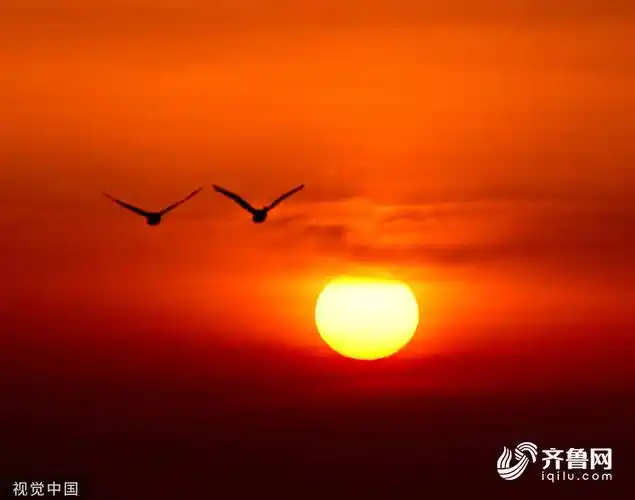 画面绝美荣成大天鹅迎朝霞启程北迁