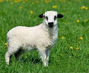 4/它是一只随意游走的91乌珠穆沁羊不能圈养,即使在内蒙古冬季零下