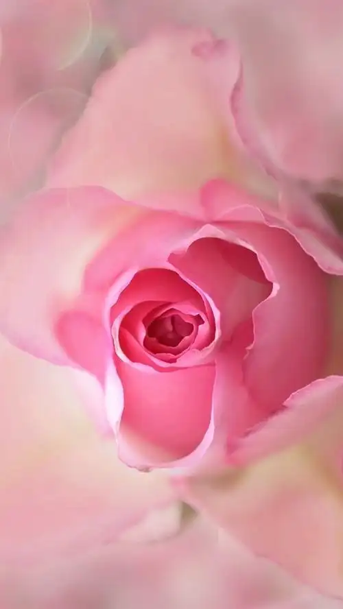 iphone 壁纸 粉红色的花,玫瑰,花蕾,花瓣,耀斑