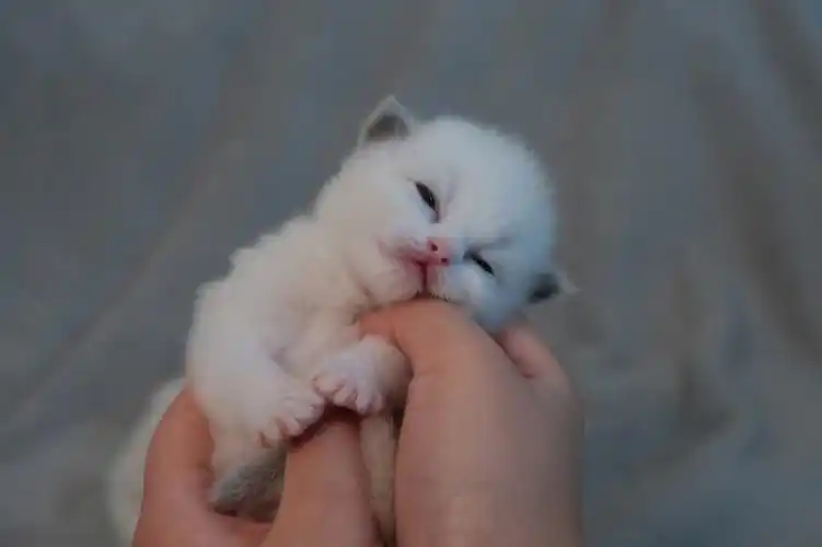 云山乱 晓山青7215#布偶猫  #布偶猫舍  #海双布偶  #重点色布偶