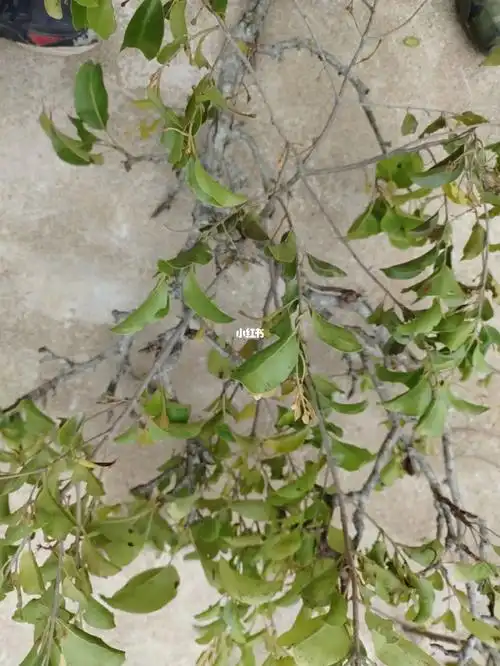 本土原生中草药材(19)沙梨树寄生