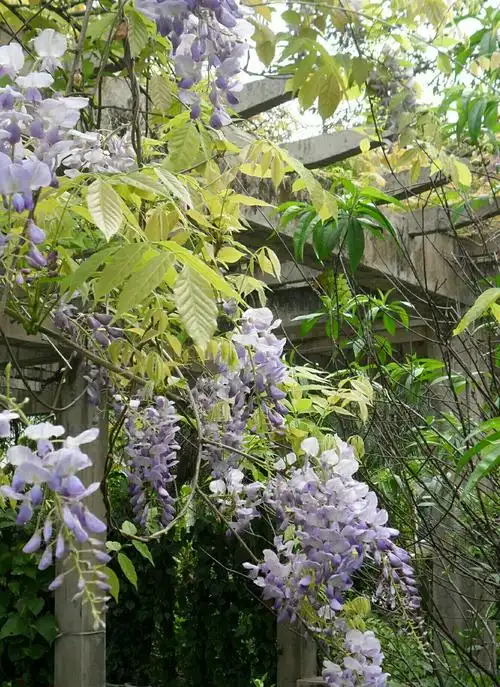 东来 满带福光吉祥 庇护神州大地 国泰民安 繁荣兴旺 洒遍紫藤叶蔓 映