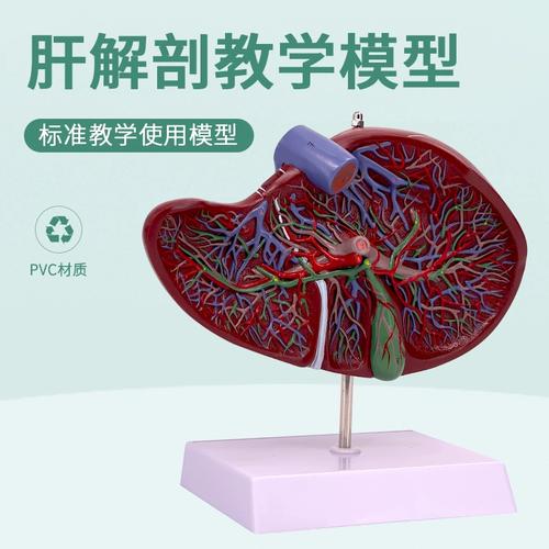 教学仿真带血管肝脏高档pvc解剖结构模型人体内脏标本放大版肝脏