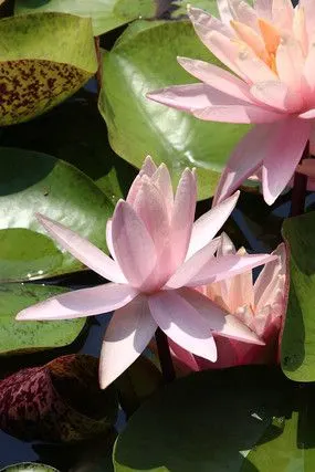 睡莲图片_睡莲图片图片素材_第7页