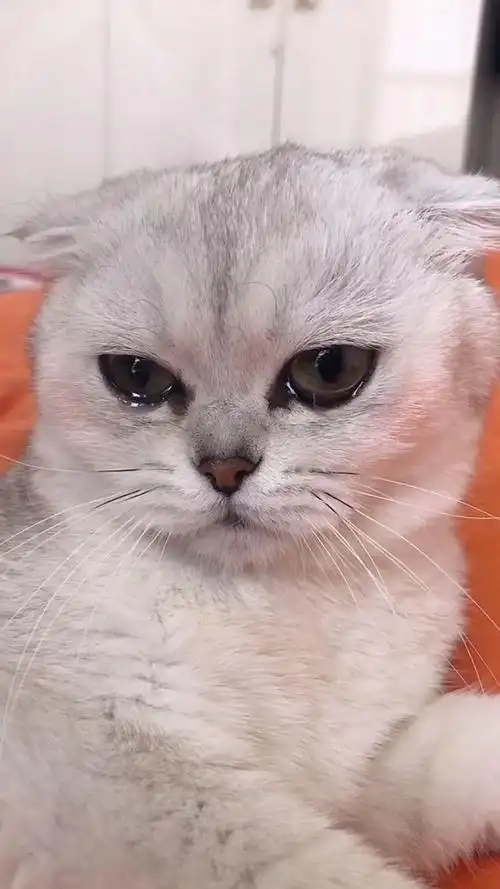 一定要看到最后,我也是第一次见这么伤感的猫咪!