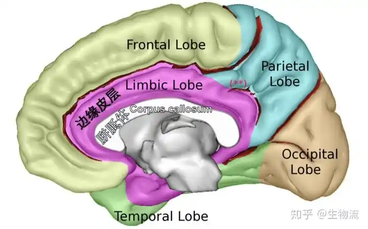 大脑边缘叶(limic lobe),红色部分