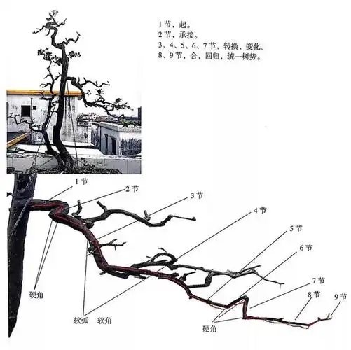 岭南盆景5种造型枝法,轻松打造"多端变化"的盆景作品!