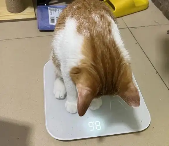 小猪怕麻麻偷看到体重,偷偷捂了起来#猫  #自律  #我家宠物好可爱