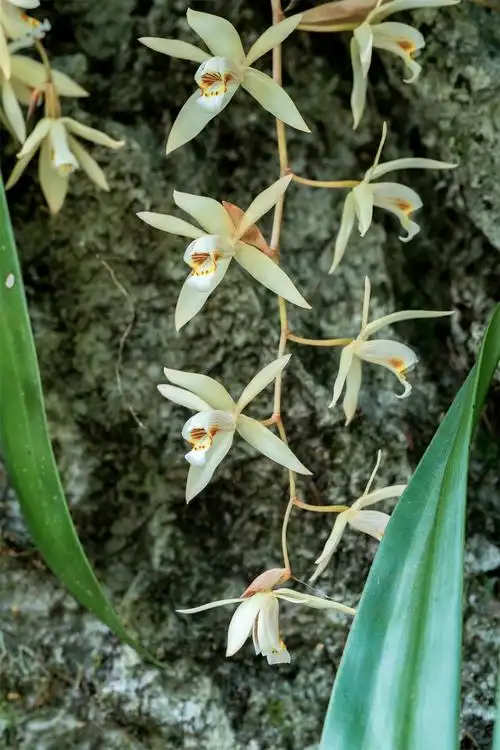 广西龙滩自然保护区栗鳞贝母兰