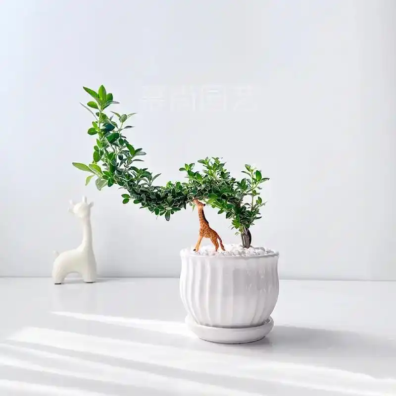 六月雪|室内家居悬崖创意美观解压好养盆栽.