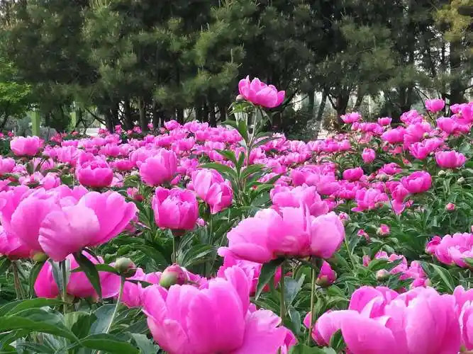 随着五月份的来临屈指一算应是芍药盛开时,昨天下午临时起意去芍药园