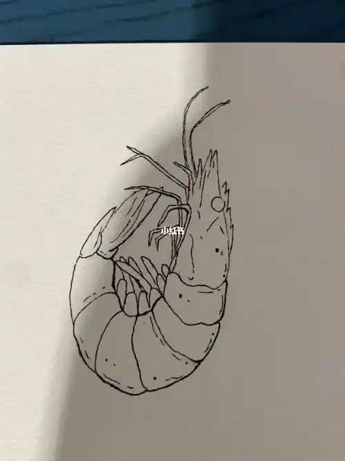 今天画个虾