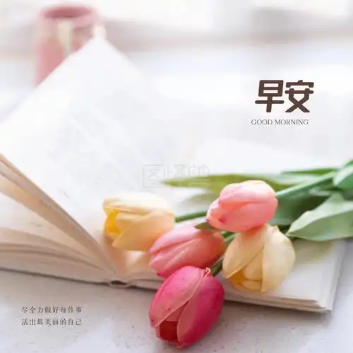 郁金香早安问候