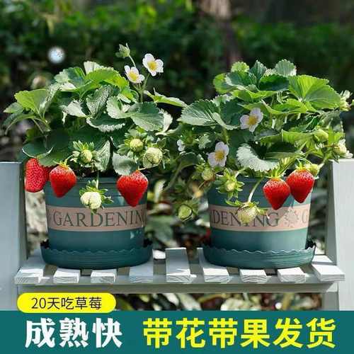 红颜奶油草莓带花带果栽好南北方阳台种客厅美味食用植果树苗盆栽