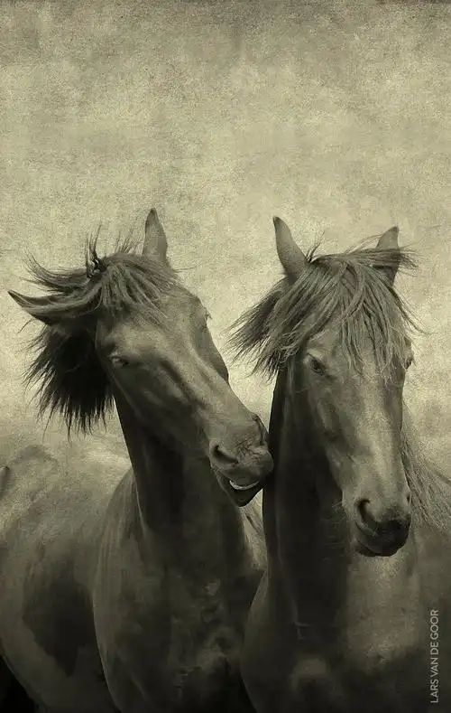 锤子手机内置的壁纸&铃声还是蛮赞的