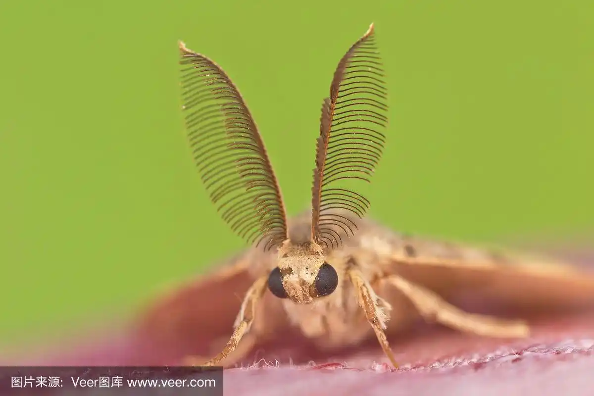 巨大的,蛾,触角,最大,美