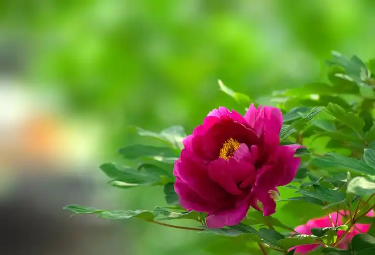 【牡丹花(上)摄影图片】生态摄影_太平洋电脑网摄影部落