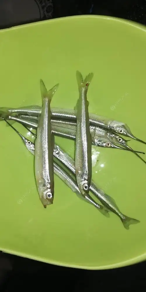 再等俩礼拜估计有货了.鱵鱼目前吃饵不积极,不逗不咬,该上红虫了.