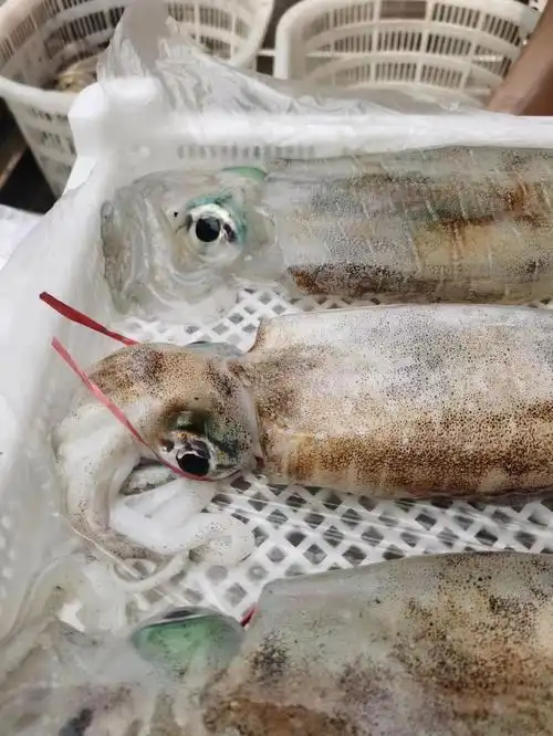 红英姐姐61鱿鱼科普