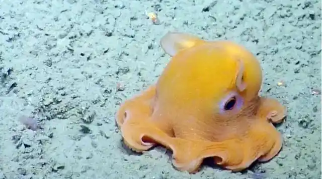 章鱼的种类高达250多种,但我保证有很多你们都没见过,今天来介绍这