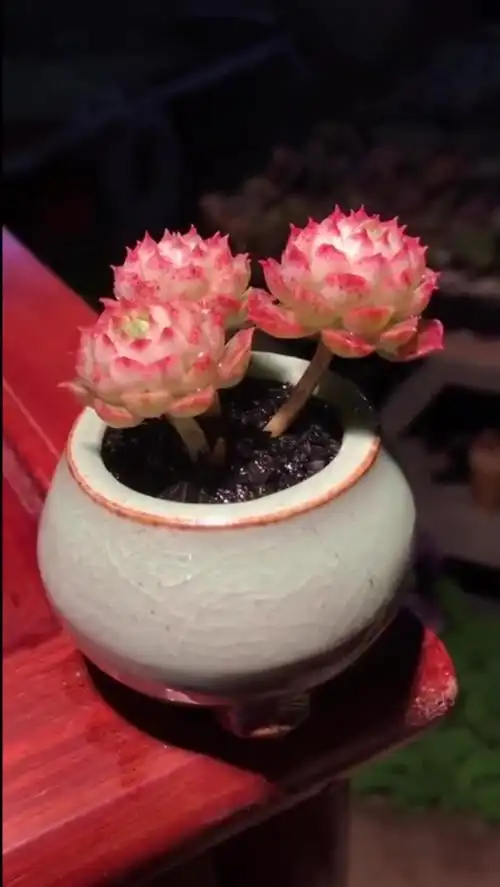 老妈养的多肉朱砂痣样子真的很吸引人太漂亮了