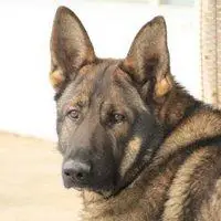 大狼狗头像霸气高清图片大全【点击鼠标右键下载】