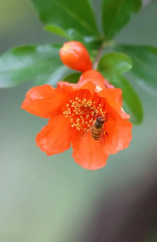 【石榴花红五月妍摄影图片】生态摄影_太平洋电脑网摄影部落