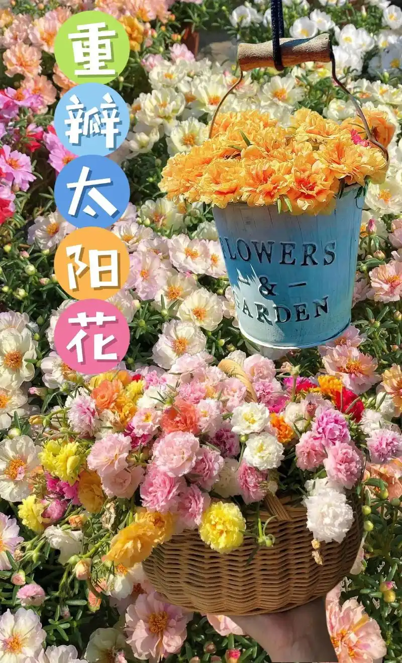 太阳花花期在5-11月,超长待机.从初夏一直开到 - 抖音