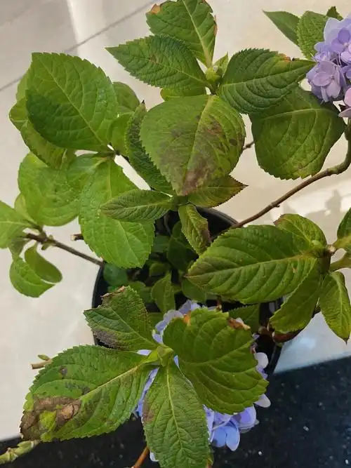 绣球叶子发黄干枯怎么办01