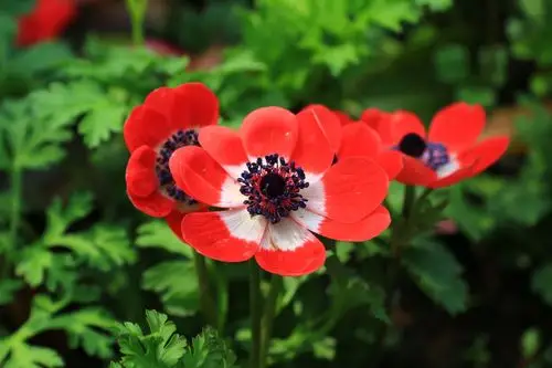 这种花各种颜色都有,在太子湾拍到的,是什么植物呢?