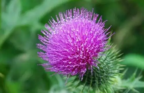 原创农村土方却是肝炎肝硬化的克星每天几块钱治好老肝病