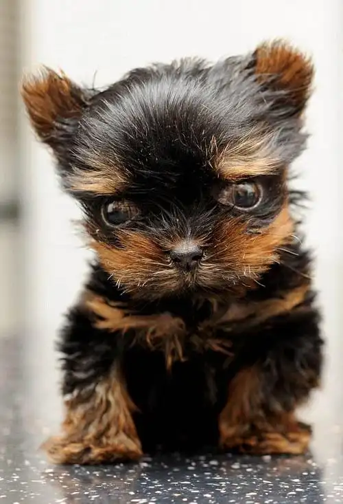 世界上最小的小狗:高仅5厘米 个头娇小但好斗