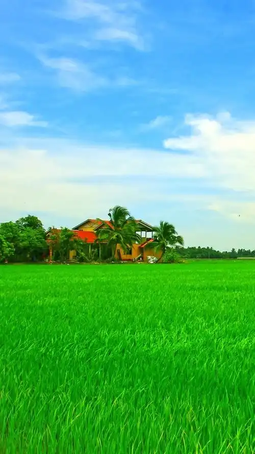 iphone 壁纸 美丽的亚洲热带风光,房子,绿色的田野,天空,树木