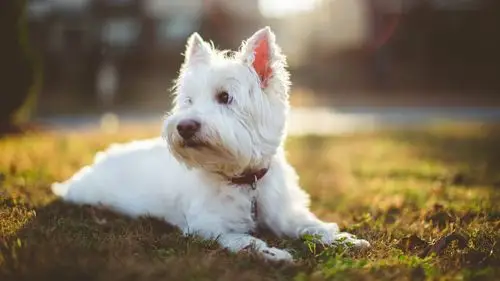 毛茸茸的白色小狗草地电脑壁纸壁纸