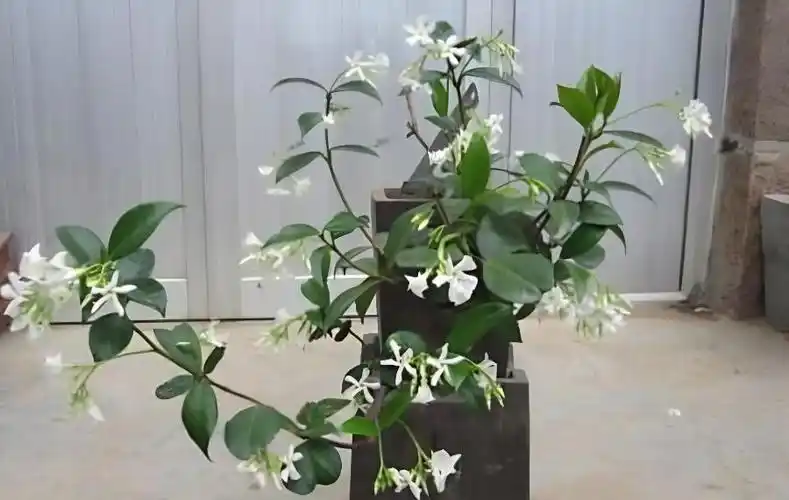 盘龙桂扦插时间与方法 - 农业种植网