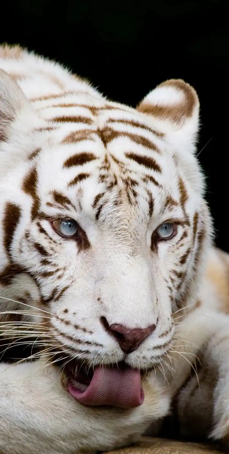 分享一组大自然的王者,凶猛霸气的老虎图集