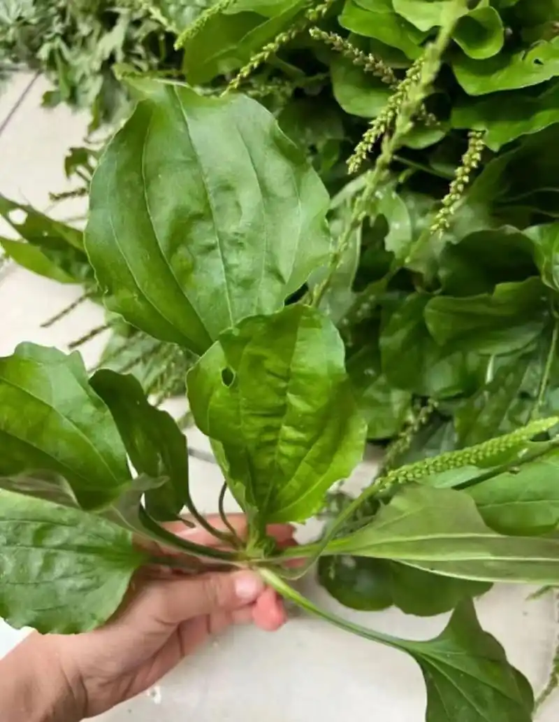 车前草乙肝的福音. 在农村常见的车前草,简单搭一下,煮一煮,对乙肝有