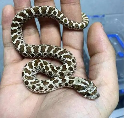 宠物蛇图宠物蛇的图片大全