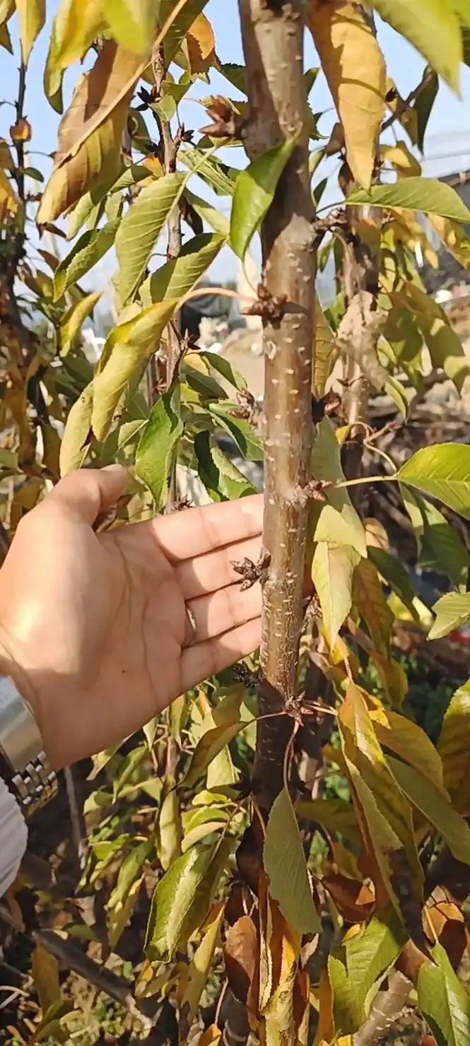 带花芽美早大樱桃树辉煌樱桃树柯迪亚樱桃树