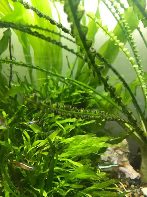 黑毛藻怎么办啊