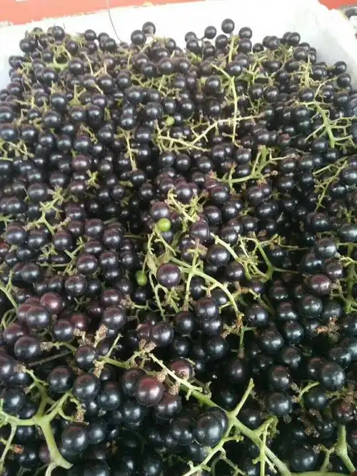 广西正宗野生酿酒野葡萄diy自制葡萄酒葡萄现货新鲜水果20斤包邮