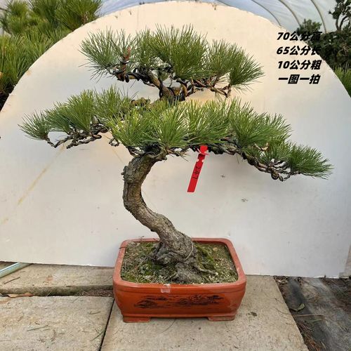 矮霸黑松老桩盆栽造型日本五针松大阪松 提根小品 实物 一图一拍