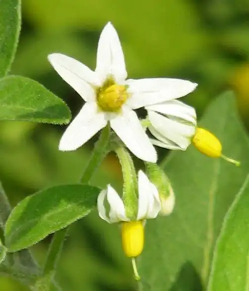 合作共赢!龙葵花是什么花"千辛万苦"-第2张图片-枫无痕网