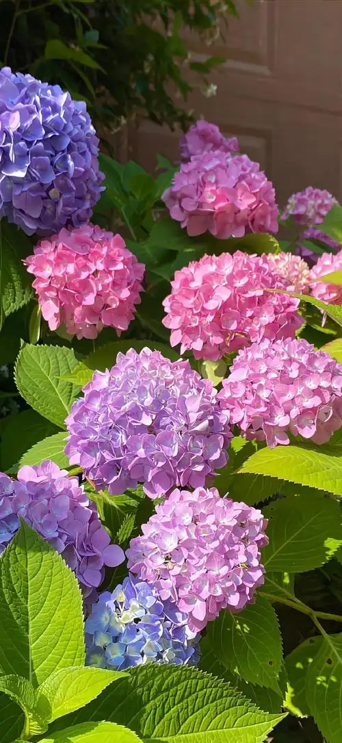 花草植物##绣球花##手机摄影##手机壁纸