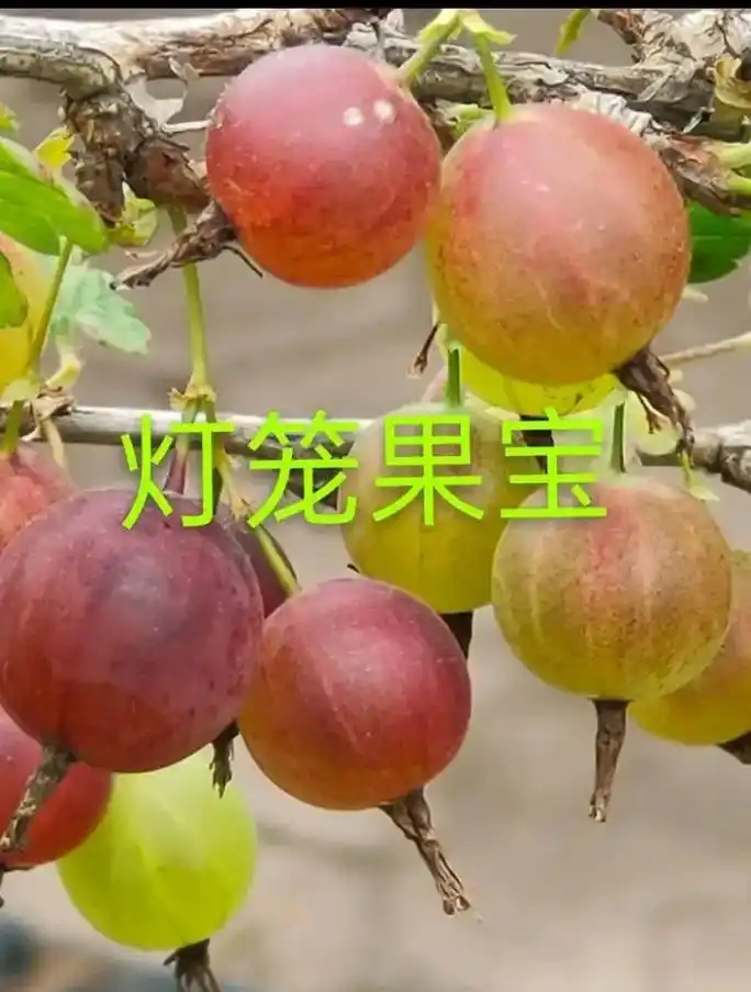 灯笼果是一种浆果,味道酸甜,功效与作用表现为以下几种:一,可 - 抖音