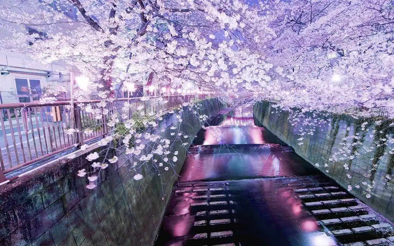 诗情画意的樱花