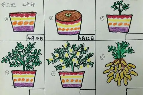 学三班,植物生长记